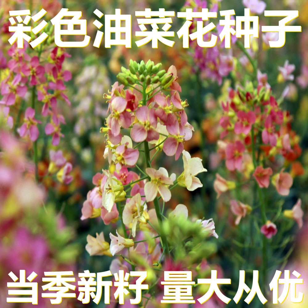 Цветные семена рапса 250-500г оптом, прямые поставки с места происхождения, сезонные новые семена, семена для цветов в саду