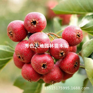 Authentic Big Venus Hawthorn Saplings Extra Large Sweet Seedless Hawthorn Saplings Grafted Fruit Saplings Planted in All Seasons in the North and South
