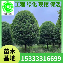 �𻨘�������ļ�����ͥԺֲ���̨���㻨�ܽ�𵤹��ļ��𻨘���