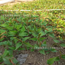 ѻN ΙѷN ѷNѲݙјNձѻN󃞻ݸ߳ѿ