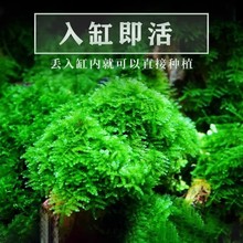 �~��Ī˹ˮ��ֲ����wĽ˹Ƭɢ�bĪ�z�����ľ�����Ǵ��Iǰ���쾰
