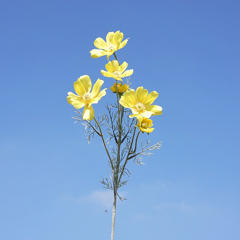 Yellow 4231#
