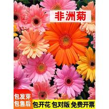 非洲菊种子史努比盆栽四季开花种籽高杆小苗阳台庭院进口菊花种孑