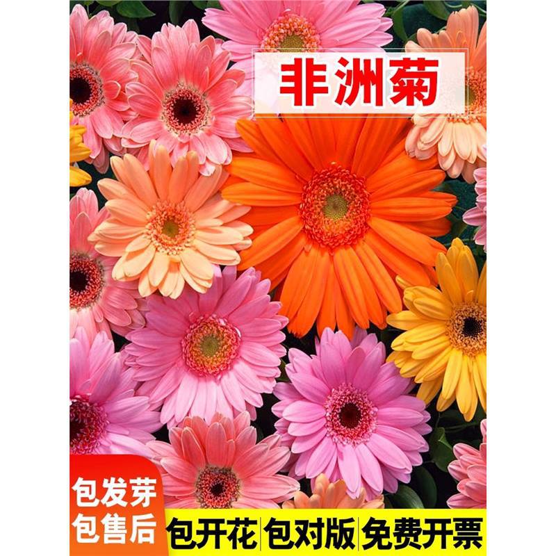 非洲菊种子史努比盆栽四季开花种籽高杆小苗阳台庭院进口菊花种孑