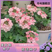 美女樱种子四季种植混合五色梅花种子盆栽细叶美女樱包对版