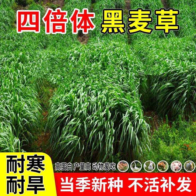 黑麦草草籽多年生四季养殖牧草种子耐寒喂猪牛羊鸡鸭鹅鱼草种籽子