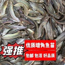 塘角鱼苗本地塘鲺鱼苗胡子鲶鱼苗鱼苗淡水养殖食用观赏鱼耐活包邮