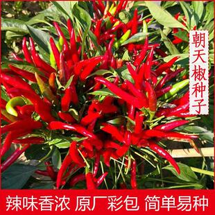10 Packs of Chaotian Pepper Seeds, Millet Pepper Seeds, Chaotian Pepper Seeds, Red Pepper Balcony Vegetable Potted Seeds