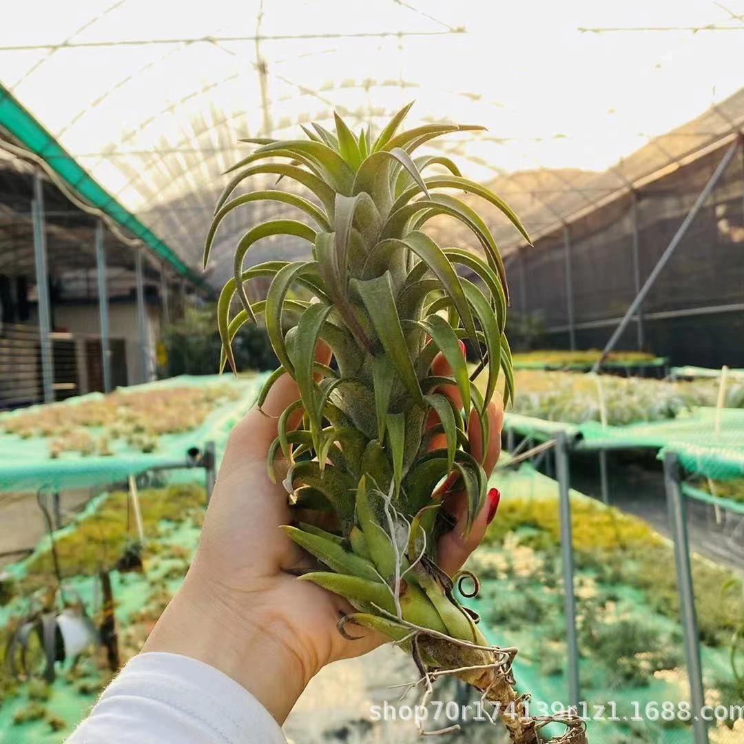 Воздушное железо синий жир миллион сортов пота база прямых продаж безземное растение украшение дома свадебный букет растение