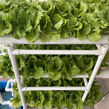 �̨�o������ܵ��Nֲ�O��WУ�ڄ��n����ˮ����������