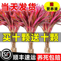 富の竹 水耕栽培植物 幸運の紫竹 太い茎と根 水栽培 リビングルームの竹 屋内緑の植物 富の竹