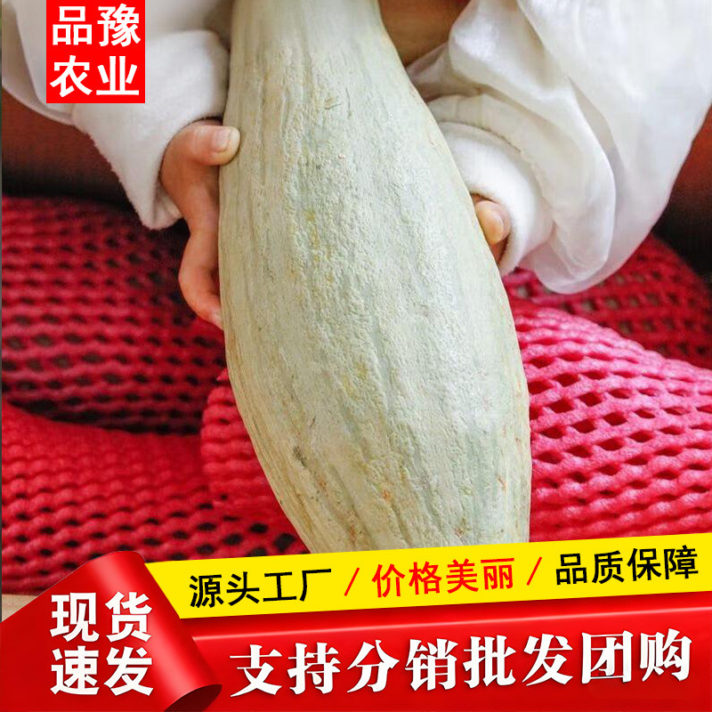 Authentic Xinjiang Noble Pumpkin Desert Silver Chestnut Powder Sweet and Fragrant Old Pumpkin 3 Lbs 5 Lbs 4.5kg Pack Dropshipping