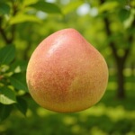 宜兴紫砂茶宠摆件可养仿生禅意创意个性寿桃段泥桃子长寿桃