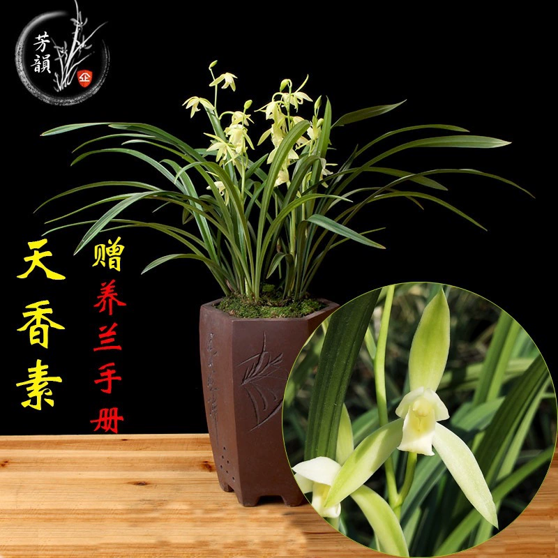 Рассада орхидей с бутонами, аромат орхидеи, сильный аромат, декоративные растения в горшках, комнатные четырехсезонные легкие в выращивании драгоценные цветы.