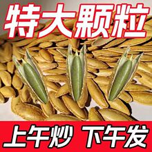 美人瓜子长颗粒椒盐美甲南瓜籽甲原味休闲坚果零食不含干燥剂批发
