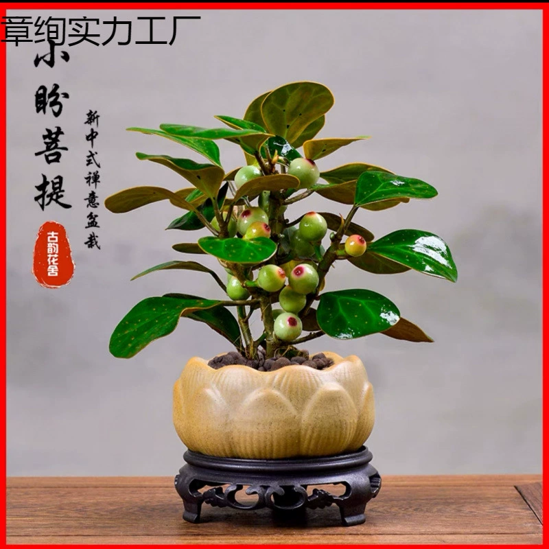 Скидка на первый заказ) Xiaopan Linden Tree с коллекцией фруктов и цветов Old Stump Fortune Распродажа Офис Настольный компьютер Гостиная