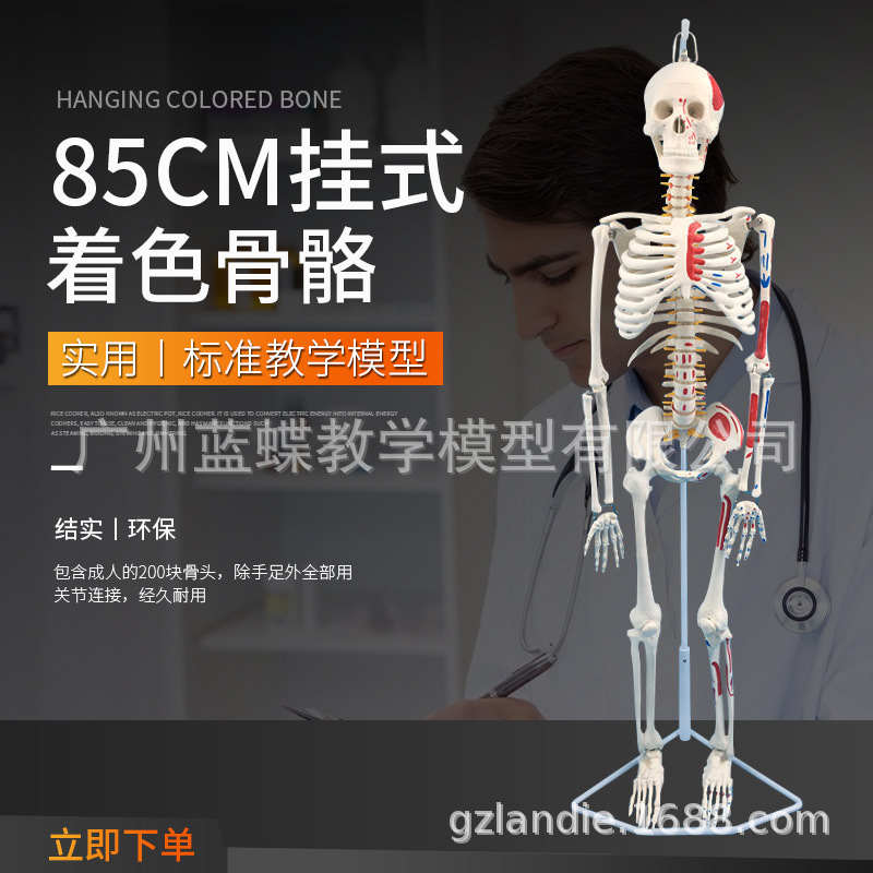 ����ʽ85CM���������������ֹ��ģ�� �����񾭼�����ɫ �Ǽ�ģ��