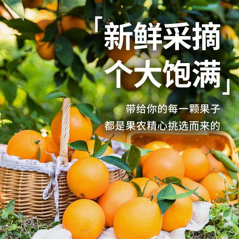 Ganzhou Orchard Jiangxi Gannan Navel Oranges Whole Box Wholesale Fruit Juicy Fresh Sweet Oranges Hand-Peeled Super Sweet and Juicy
