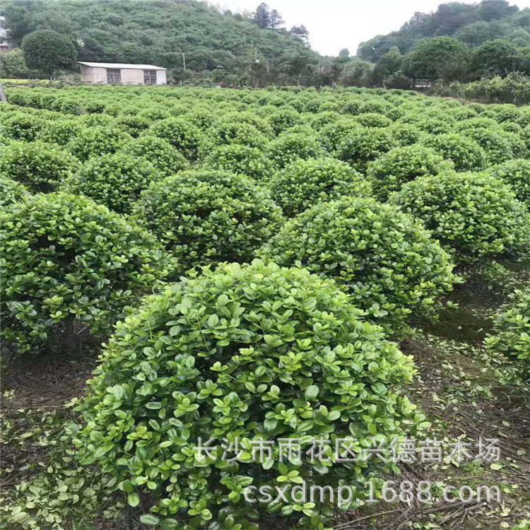 微信图片_201912031703481