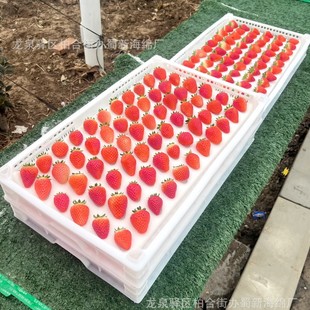 Strawberry Sponge Packaging / Turnover Strawberry Sponge Packaging / Bubble Wrap Strawberry Sponge Packaging / Buffer Strawberry Sponge
