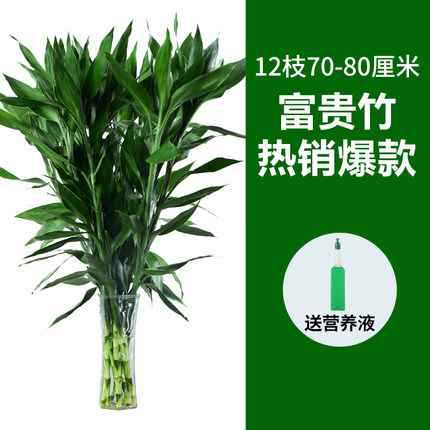 럭키 대나무 70-80cm 12그루 [핫셀링 모델]