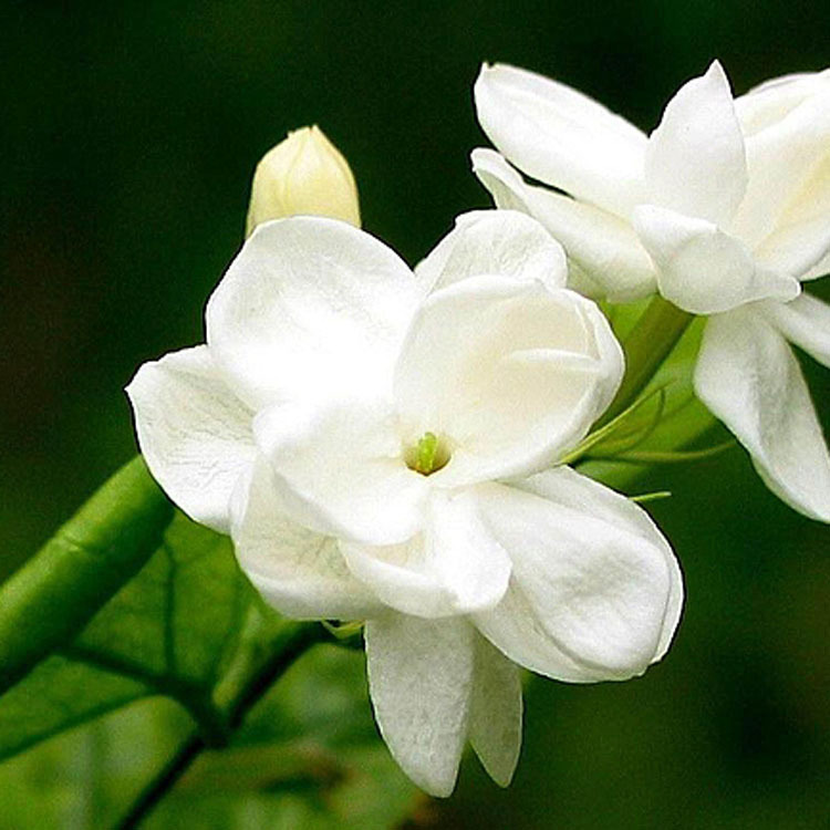 �㽶�㾫����������㾫�������㾫���ܽ����͸����㾫