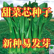 �ľŲ��ķN���ļ����ﶬ���V�|��˷N�Ѵ�ȫ�r�Ҵ��������߲˷N��