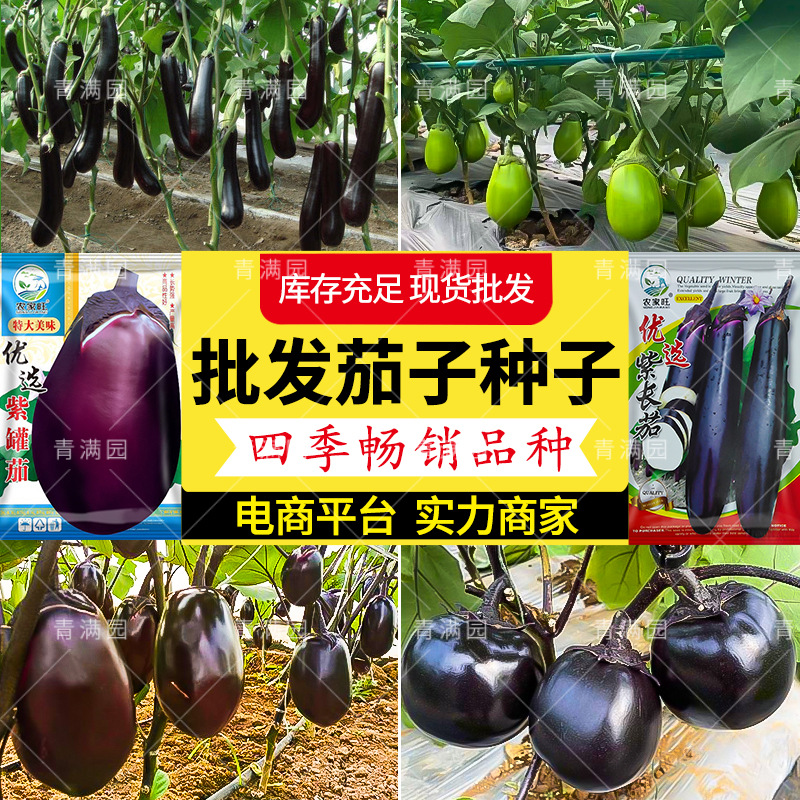 Wholesale Purple Long Eggplant Seeds, Early Maturing, Delicate Flesh, Bright Color, Purple Long Eggplant Farmland Vegetable Seeds