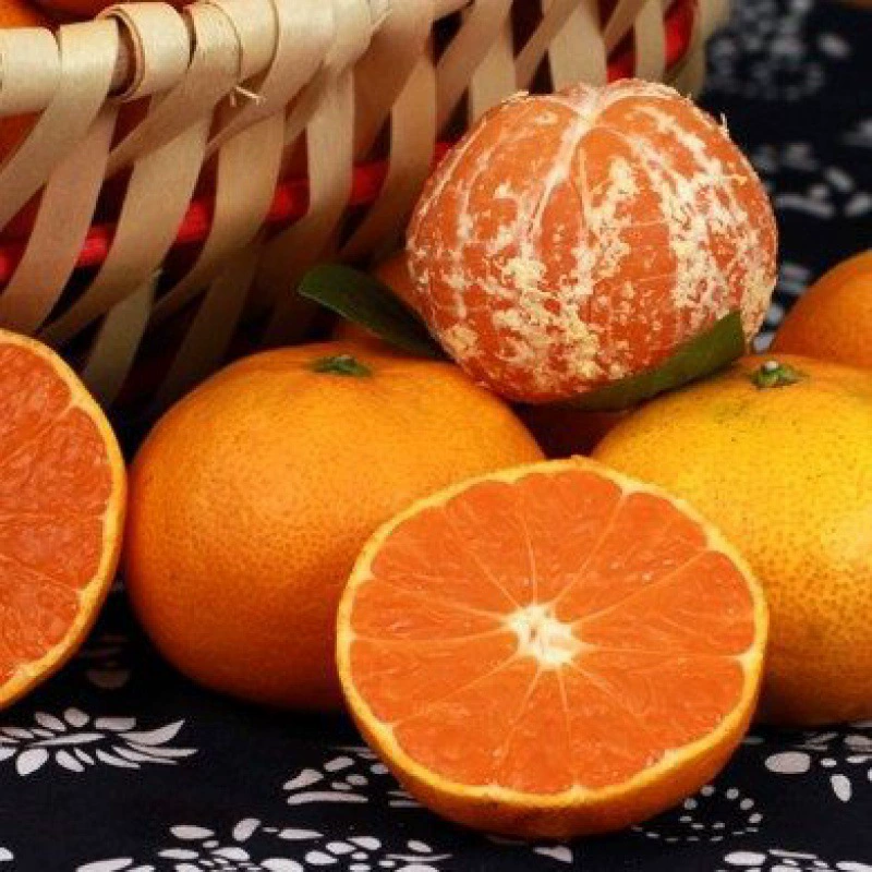 Продажа привитых саженцев апельсина весенние см. грабли саженцы цитрусовых южные и северные посадки горшечные полевые посадки плодоносящие саженцы