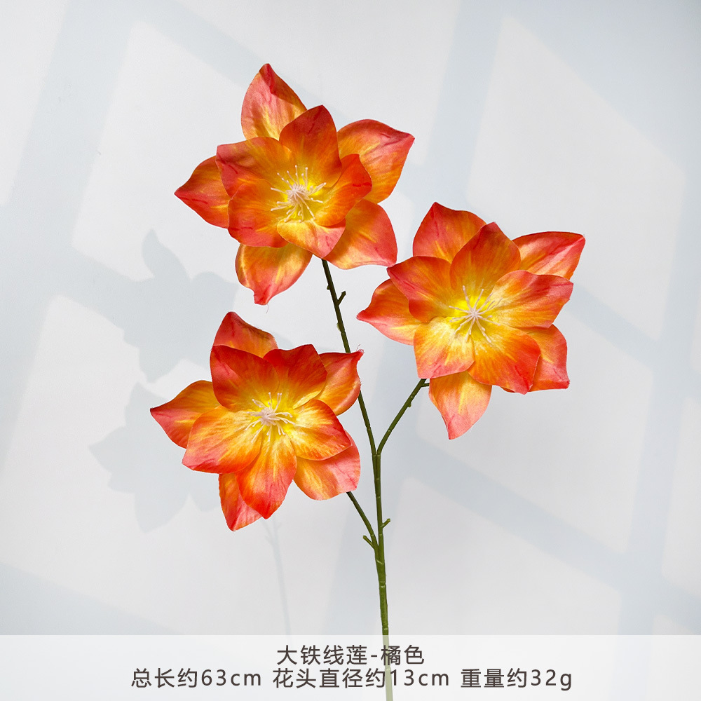 MJ-大铁线莲-橘色