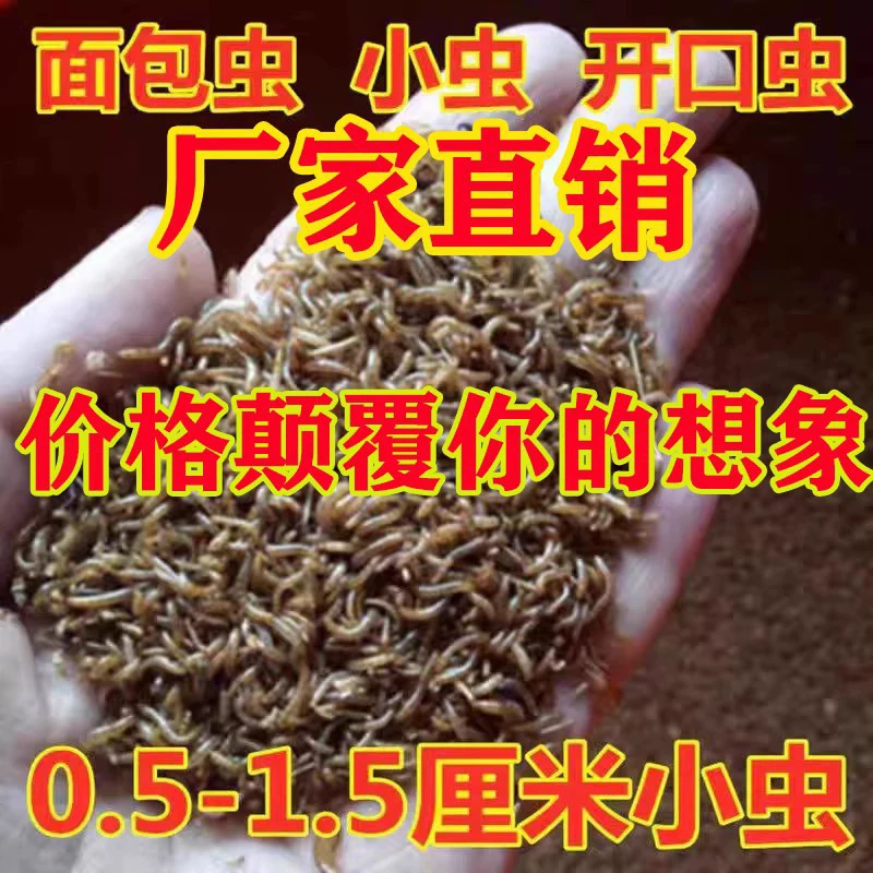 Открытый червь маленький хлебный червь 0,3 см 1,5 см маленький червь желтый червь живой паук