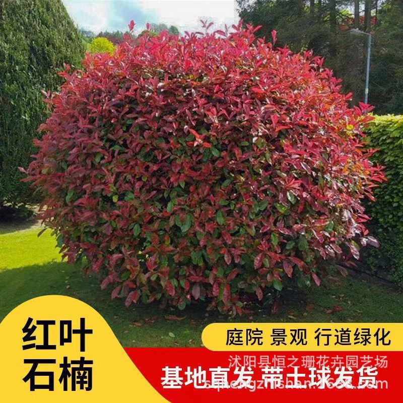 基地直发红叶石楠球庭院绿化苗园林绿化工程室外四季长青彩色植物