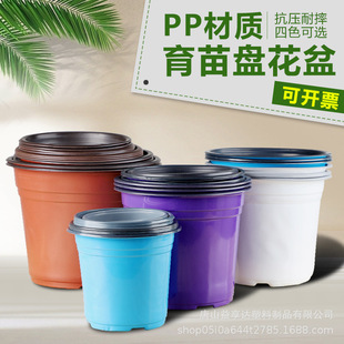 White Two-Colorful Pot, Colorful Pot, Empty Root Device, Succulent Florals, Strawberries, Dendrobium Medicinal Materials, Rose Green Radish Cutting Manufacturer