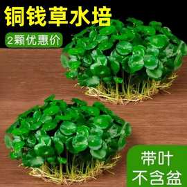 铜钱草盆栽水培植物室内阳台鱼缸水养大叶金钱草根芽好养花卉绿植