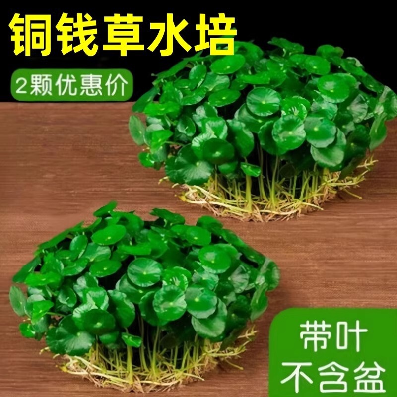 Potted Hydroponic Plant of Pennywort for Indoor Balcony Fish Tank, Easy to Care for Large-Leaf Pennywort Roots and Shoots, Suitable for Flowers and Green Plants