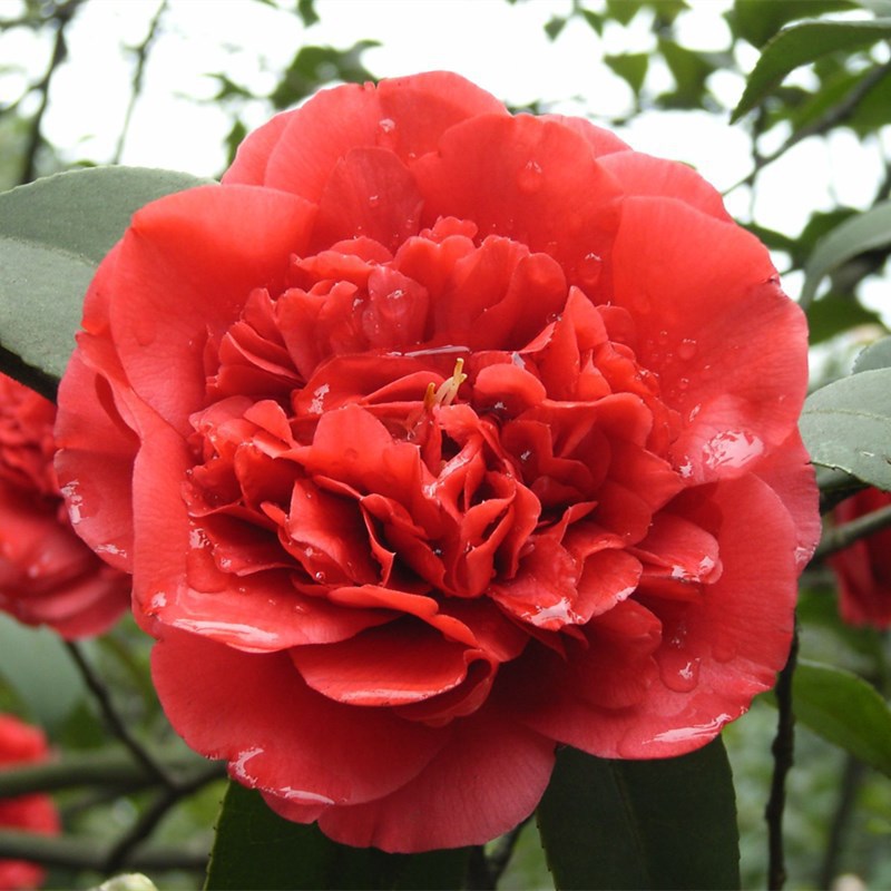 5년생 틴더 모종(새싹이 많음)에 영양비료를 첨가함