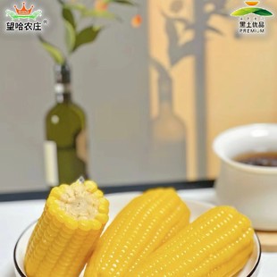 Wanghao Farm Fresh Glutinous Rice (2000g) Pure Gold Uninlaid National Trend Shenzhen Bracelet No Certificate Other