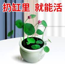 装鱼配件种大全造景绿碗莲饰睡莲子淡植水植养水物草四种缸籽季鱼