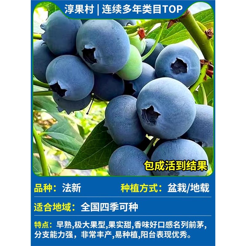 [과일이 있는 큰 모종] Faxin 높이 50-60cm (과일은 크고 달콤한 과육, 독특한 맛과 여러 가지가 있습니다)