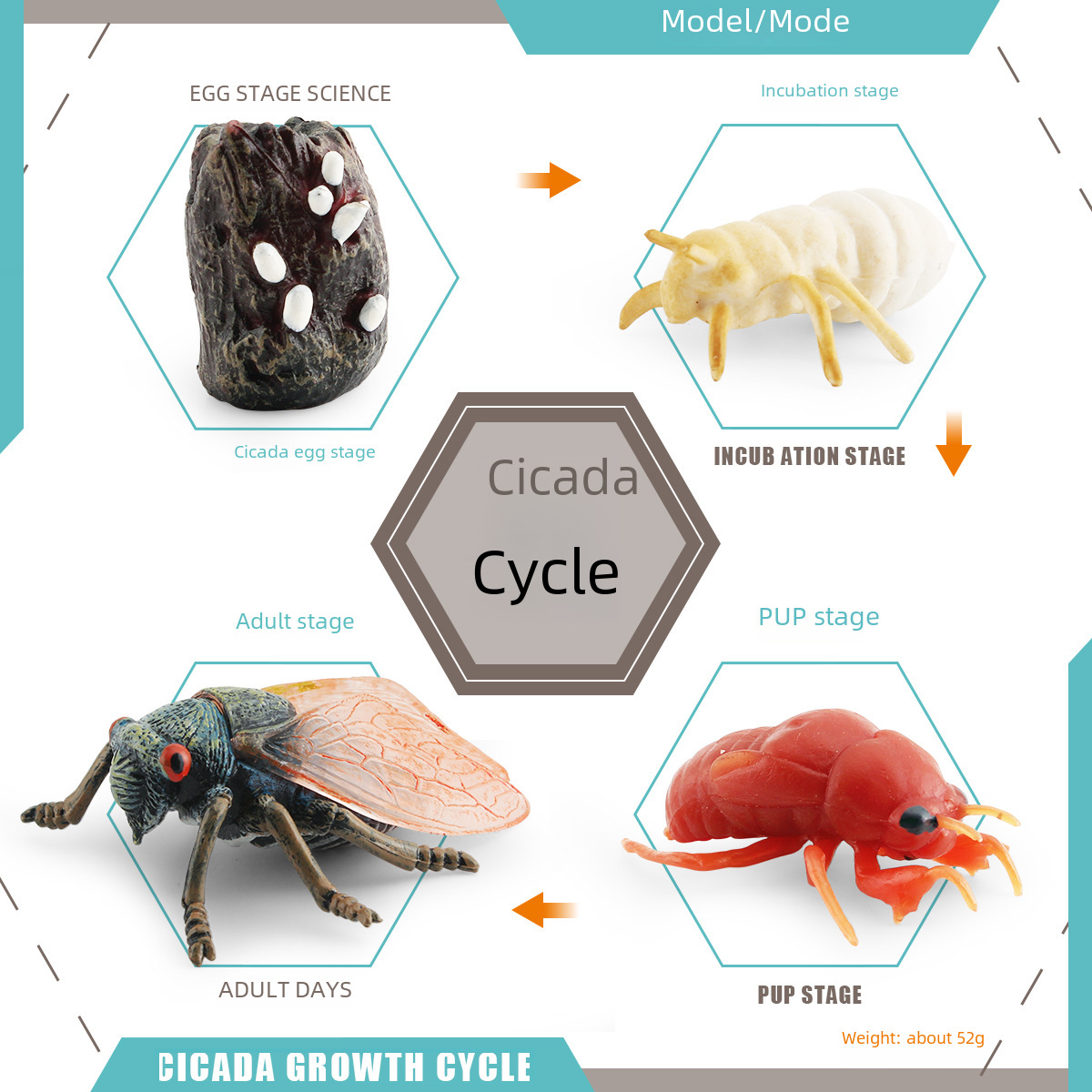 Cross-border simulation insect animal growth cycle model grasshopper cicada bee spider growth process educational display model