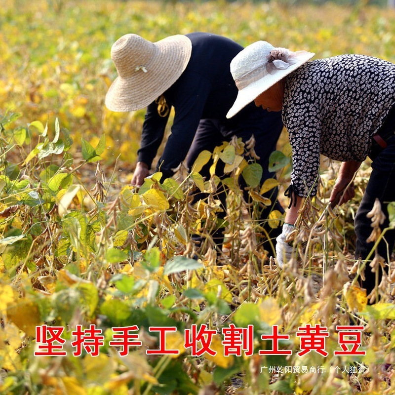 大豆農家 自家産豆乳専用大豆 非遺伝子組み換え古品種大豆 生豆もやし 2.5kgパック|undefined