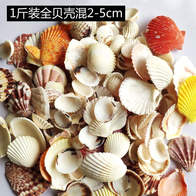Bagged Mixed Shells and Conch Aquarium Landscaping Fish Tank Decoration Photography Props Natural Craft Scallops