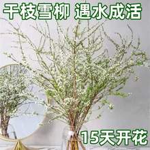 雪柳鲜枝干枝盆栽喷雪花水培植物花卉室内遇水开花马醉木绿植龙柳