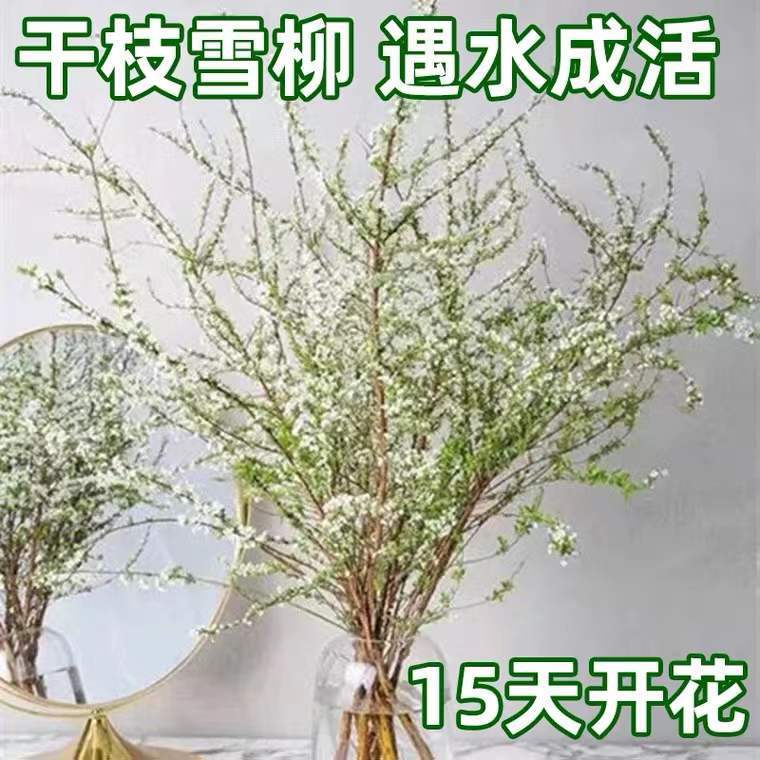 Snow Willow Fresh Branches and Dry Branches Potted Plants Spray Snow Water Hydroponic Plants Florals Indoor Water Blooming Horse Drunken Wood Green Plant Dragon Willow