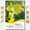 Spring and summer Season One -dollar Easy Seed Vegetable Seed Manufacturer Direct Sales Four Seasons Good Word of Mouth Word Seeds wholesale