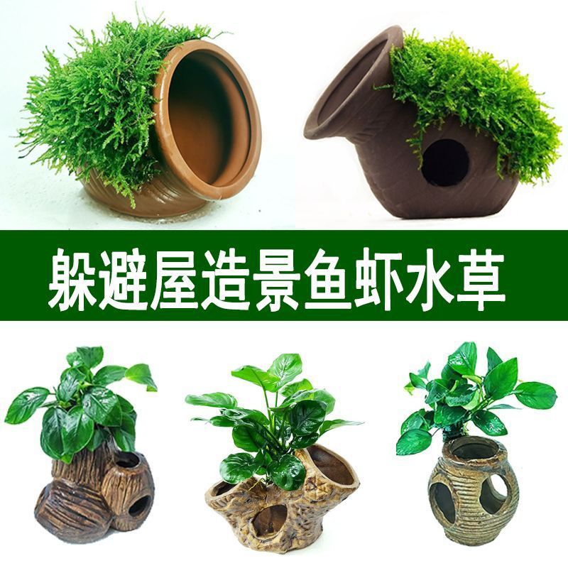 大叶榕紫砂花瓶躲避屋鱼缸造景莫斯水草金钱榕懒人增氧摆件鱼虾窝