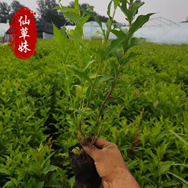 宿根花卉;一二年生花卉;灌木