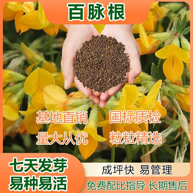 Прямые продажи семян центеллы азиатской, высокая урожайность на гектар, быстрорастущие и легко выращиваемые семена вечнозеленой травы.