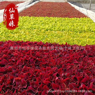 ���~�����Ի����^�~ֲ���҃��̨ͥԺѨ�P��С��