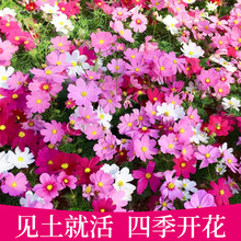 野花组合种子四季开花波斯菊七彩格桑花易活花籽庭院室外花种籽子